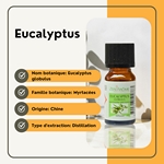 Huiles Essentielles Eucalyptus - 10 ml